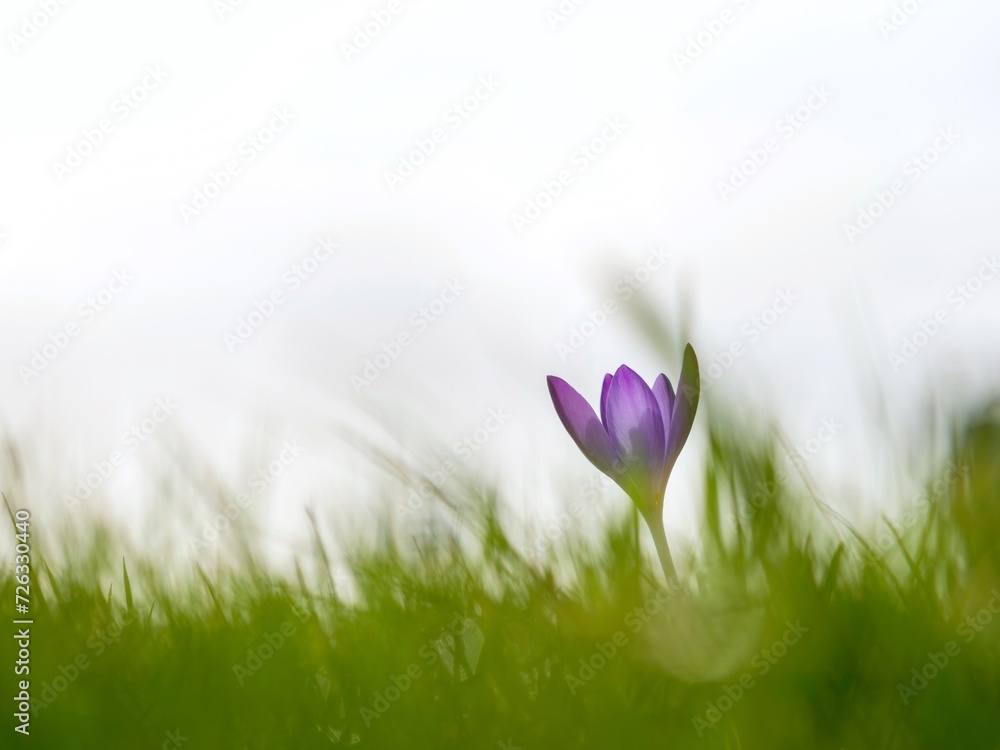 Wall mural Single Purple Crocus Flower in Grass