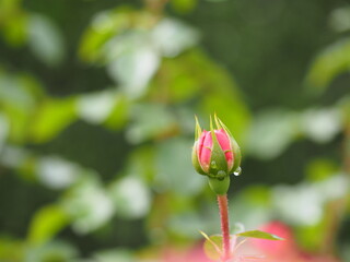 ピンクのバラ　バイランド　つぼみ
