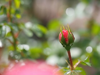 ピンクのバラ　バイランド　つぼみ