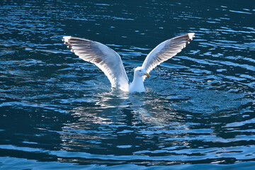 Seagulls in the water in a fjord in Norway. Daylight glistens in the sea. Animal