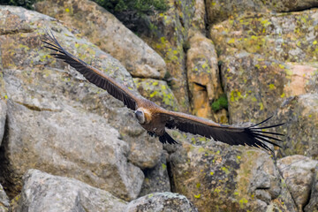 Buitre leonado en vuelo