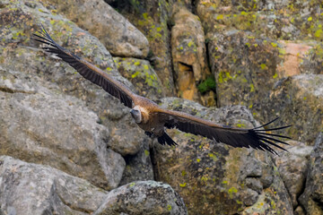 Buitre leonado en vuelo