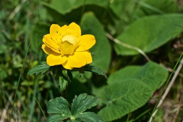 Close up photo of a yellow buttercup flower in the green grass
