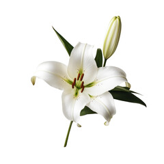 Fototapeta premium white lilly flower on transparent background