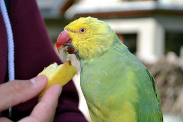 The olive-headed lorikeet (Trichoglossus euteles), also called the perfect lorikeet. Parrot is eating a slice of apple from human hand