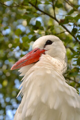 A close-up photo of a the white stork (Ciconia ciconia). Stork portrait