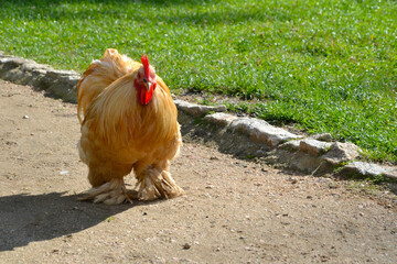 Fancy brown rooster with feathered legs. The Brahma breed