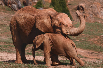 Elephant Calf Interacting with Adult in Pasture