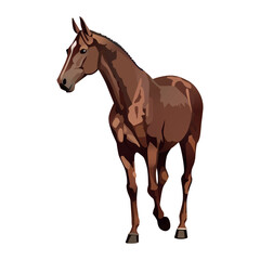 Horse of colorful set. The majesty of a thoroughbred horse in this exquisite illustration brought to life with a skillful cartoon design. Vector illustration.