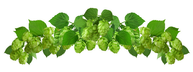 hop cones. Medical plant. Close-up of green ripe hop cones.on transparent, png. Hops cones. beer ingredient