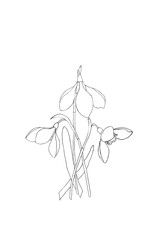 Hand-drawn white snowdrops on white background. Art illustration black and white pencil drawing. Contour pencil drawing.