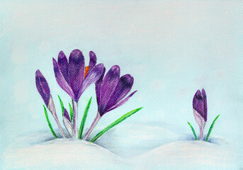 Spring snowdrops flowers violet crocuses ( Crocus heuffelianus ) in snow with space for text. Art illustration with coloured chalk soft pastel pencils. Pastel drawing. Top view, flat lay