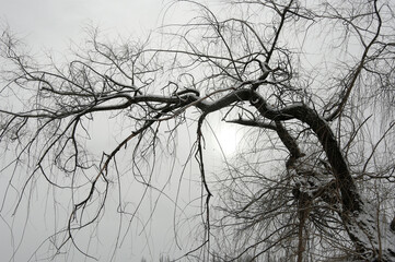 Tree without leaves. Winter tree against a white sky. Snow on the tree. Close-up.