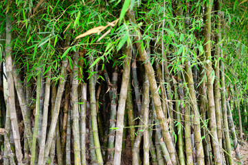 bamboo in the forest