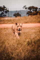 Photo of a lioness in South African safari game reserve