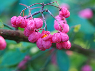 Beautiful pink berries of the spindle tree Euonymus europaea