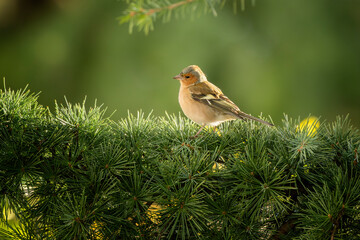 Male Eurasian chaffinch or common chaffinch or simply chaffinch (Fringilla coelebs) perched on a branch of an evergreen tree. Beautiful small colorful bird.