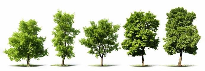 Fototapeta premium Four lush green trees isolated on white background for environmental concepts