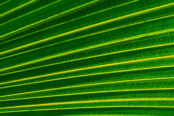green palm leaf close up, natural bio background for flora concept and design. textured plant leaf macro with rows and lines