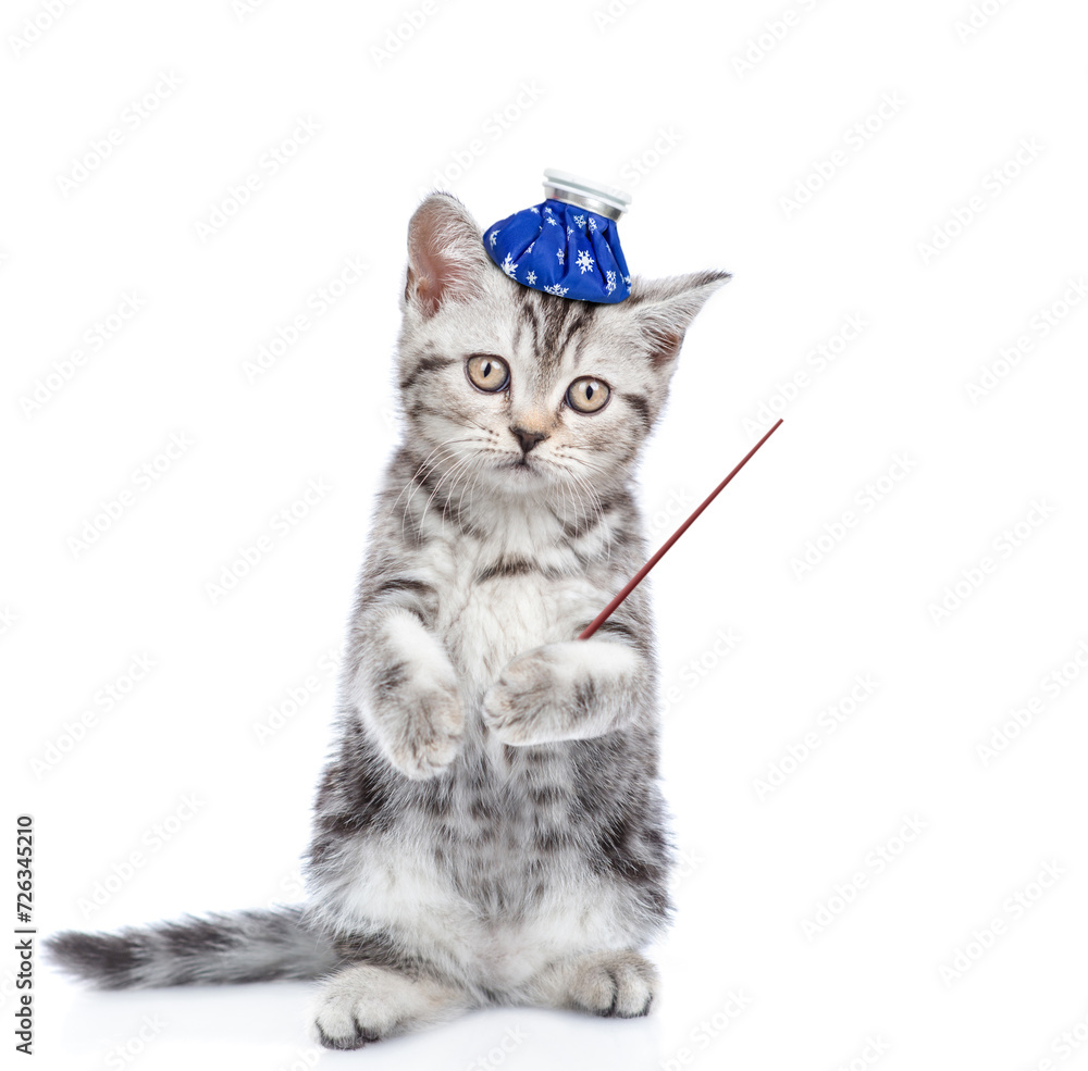 Poster sick kitten with ice bag or ice pack on his head points away on empty space. isolated on white backg