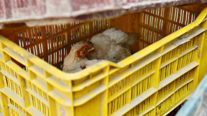 chicken in a basket