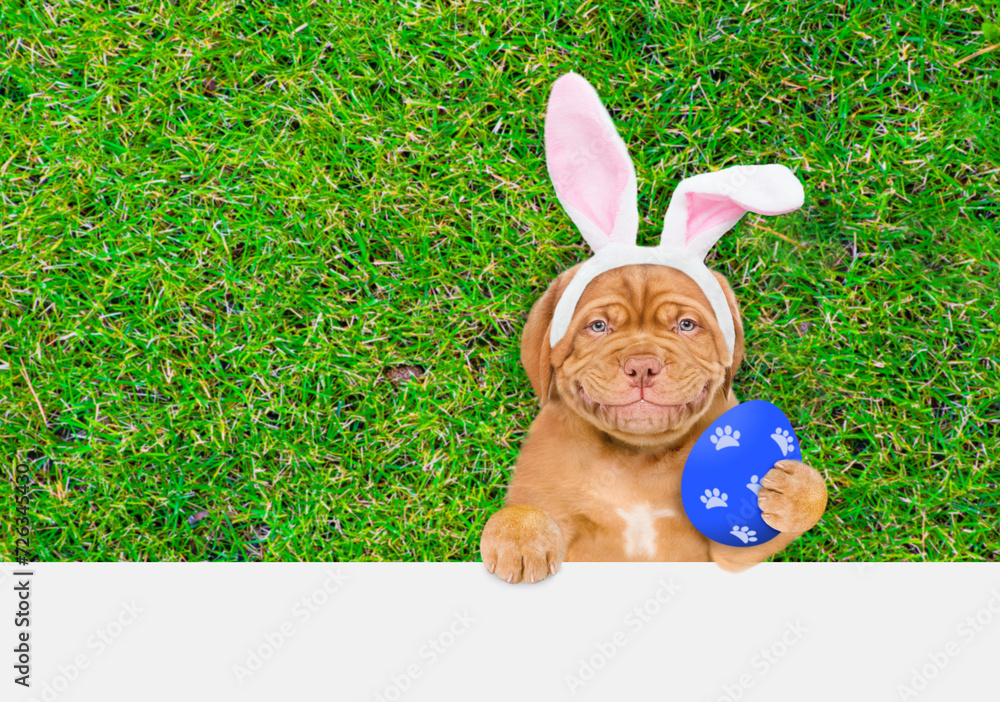 Poster smiling mastiff puppy wearing easter rabbits ears holds big painted easter egg and lies on its back 