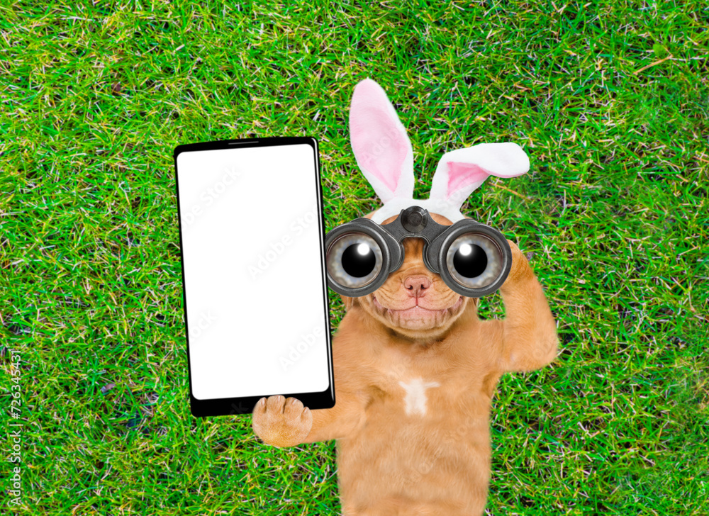 Poster Smiling puppy wearing easter rabbits ears looks through binoculars and holds big smartphone with white blank screen in it paw. Top down view. Empty space for text