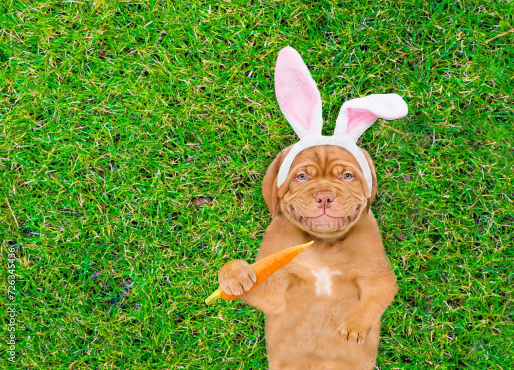 Aufkleber Smiling Mastiff puppy wearing easter rabbits ears lying on its back on summer green grass and holds the carrot. Top down view. Empty space for text