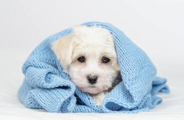 Cute Lapdog puppy wrapped in blue plaid in cold autumn or winter weather lying on a bed at home