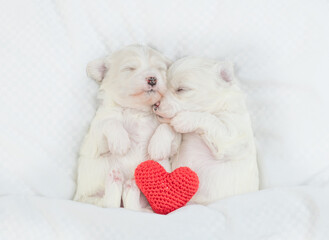 Two cozy Lapdog puppies sleep together with red heart on a bed at home. Top down view