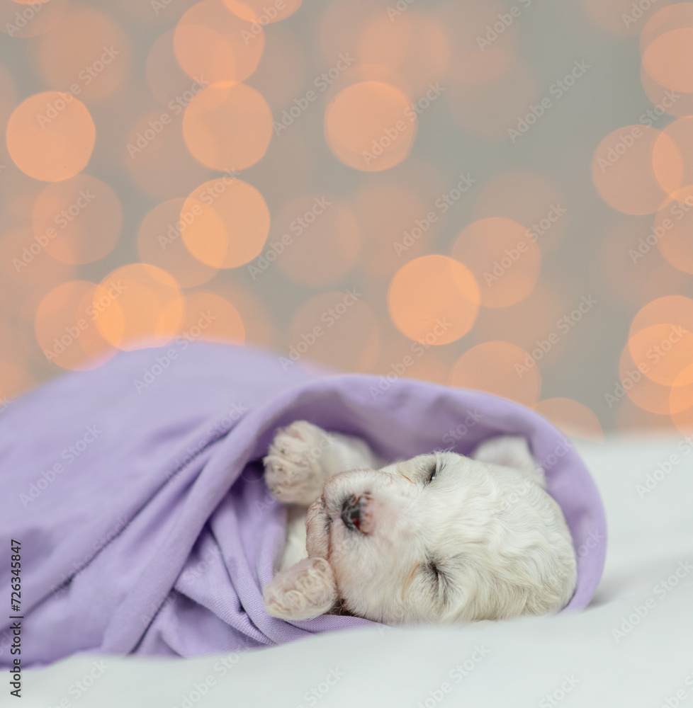 Poster tiny lapdog puppy wrapped like a babt lying on a bed at home on festive blurred background