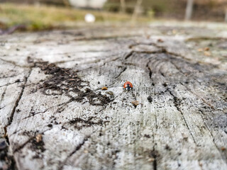 Ladybug Walking on a Tree Trunk- Stock photography