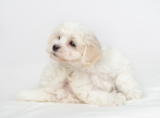 Lapdog puppy scratching itself on a bed at home