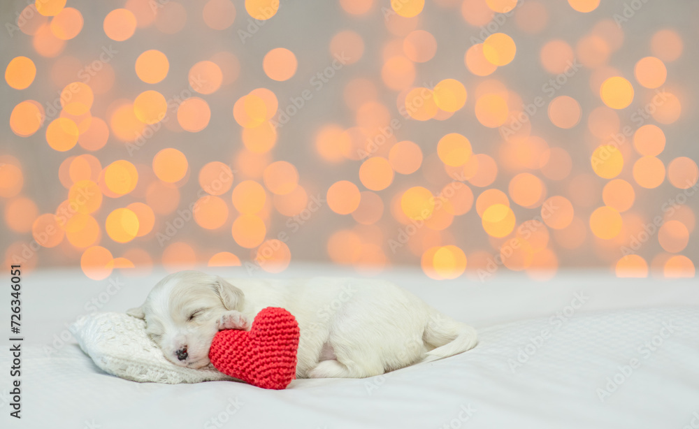 Poster tiny white lapdog puppy sleeps on a bed at home with red heart. festive blurred background. empty sp