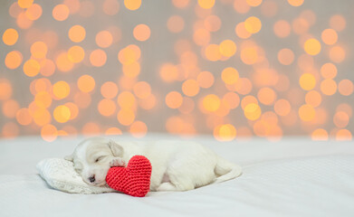 Tiny white Lapdog puppy sleeps on a bed at home with red heart. Festive blurred background. Empty space for text