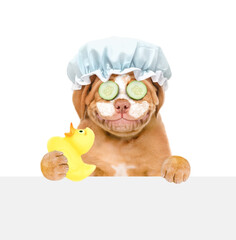 Smiling Mastiff puppy wearing shower cap with cream on it face, with pieces of cucumber on it eyes looks above empty white banner and holds rubber duck. isolated on white background