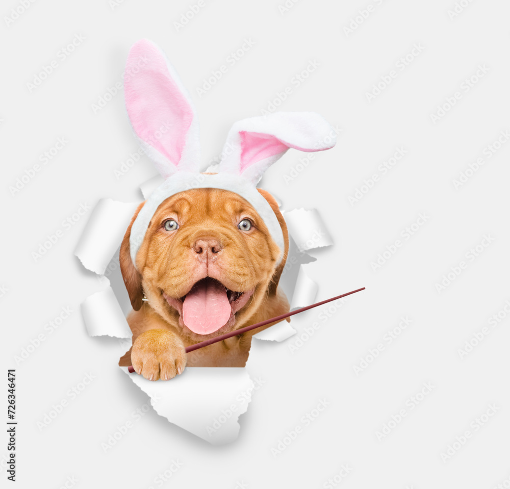 Poster happy mastiff puppy wearing easter rabbits ears looks through the hole in white paper and points awa