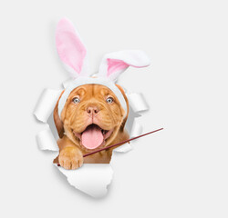Happy Mastiff puppy wearing easter rabbits ears looks through the hole in white paper and points away on empty space