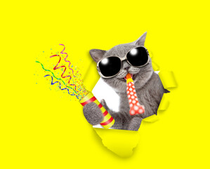Happy cat wearing sunglasses looks through the hole in yellow paper, blows in party horn and holds exploding firecracker