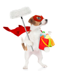 Funny jack russell terrier puppy wearing superhero costume holds bucket with washing fluids....