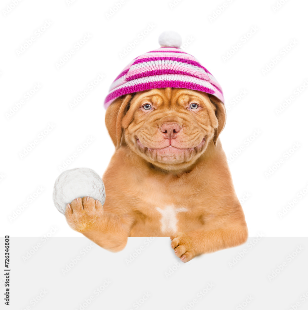 Aufkleber Smiling Mastiff puppy wearing warm winter knitted woolen hat with pompon holds snowball and looks above empty white banner. Isolated on white background