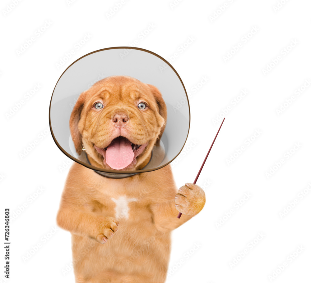 Poster happy mastiff puppy wearing protective cone collar points away on empty space. isolated on white bac