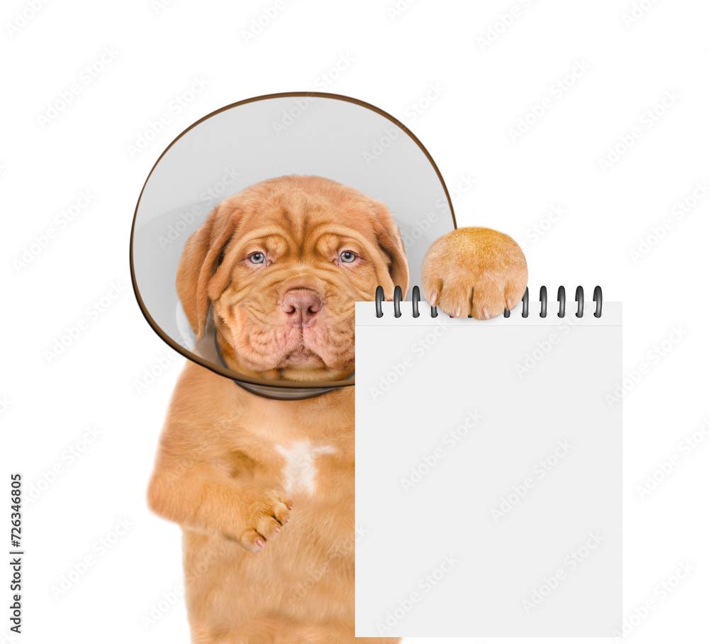 Poster unhappy sick mastiff puppy with protective cone collar on her neck shows empty notepad. isolated on 