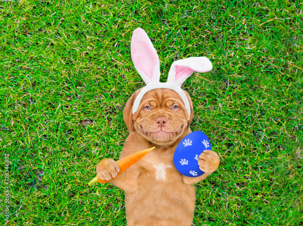 Poster smiling mastiff puppy wearing easter rabbits ears holds carrot and painted easter egg and lies on it