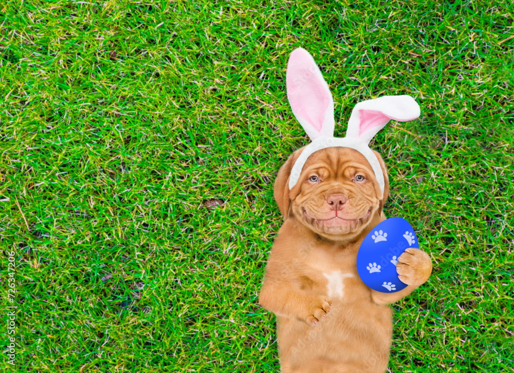 Aufkleber smiling mastiff puppy wearing easter rabbits ears holds big painted easter egg and lies on its back 