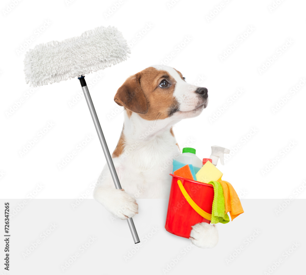 Poster cleaning concept. jack russell terrier puppy holds bucket with washing fluids and mop in paws and lo