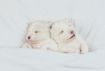 Two cute tiny white lapdog puppies sleep under warm white blanket on a bed at home. Top down view