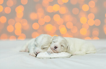 Fototapeta na wymiar Two tiny Lapdog puppies sleeping on the pillow on a bed at home on festive blurred background