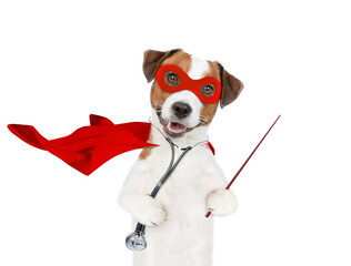 jack russell terrier wearing like a doctor with superhero cape and with stethoscope on his neck...