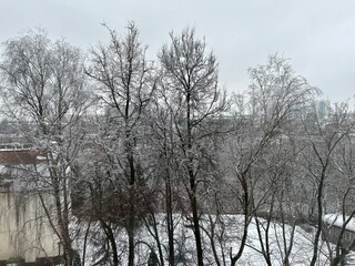 crowns of snow-covered trees against the winter sky